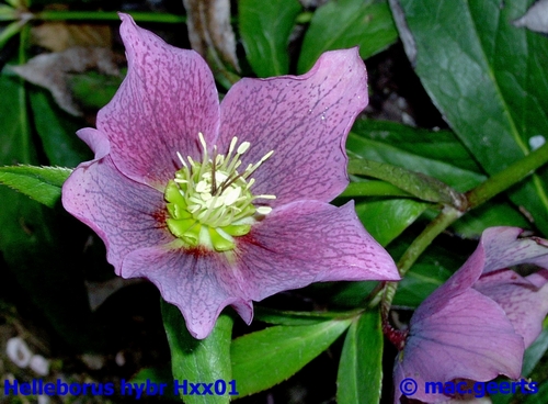 helleborus hybr